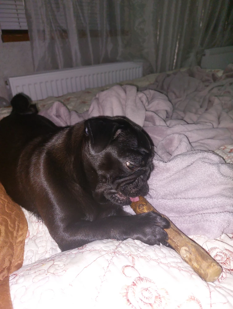 собака в восторге