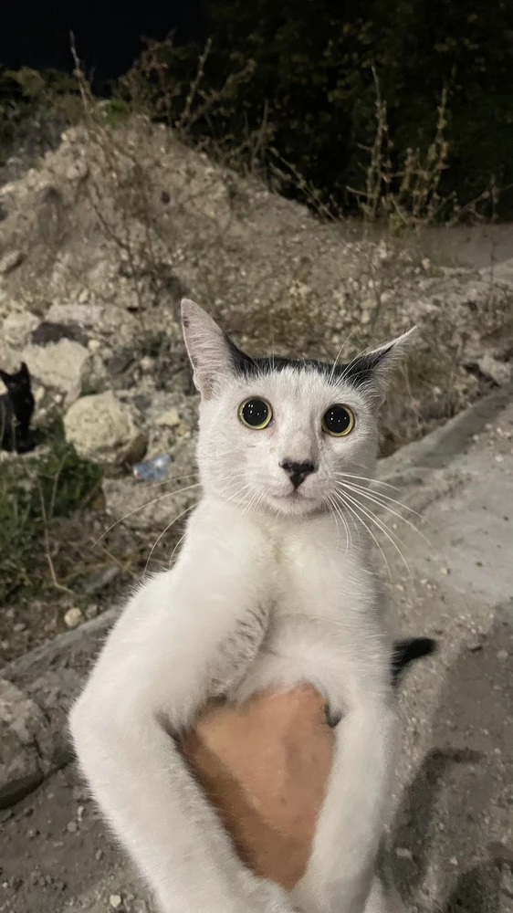 Коты на улице едят нормально, вопросов не задают, но влажный нравится больше