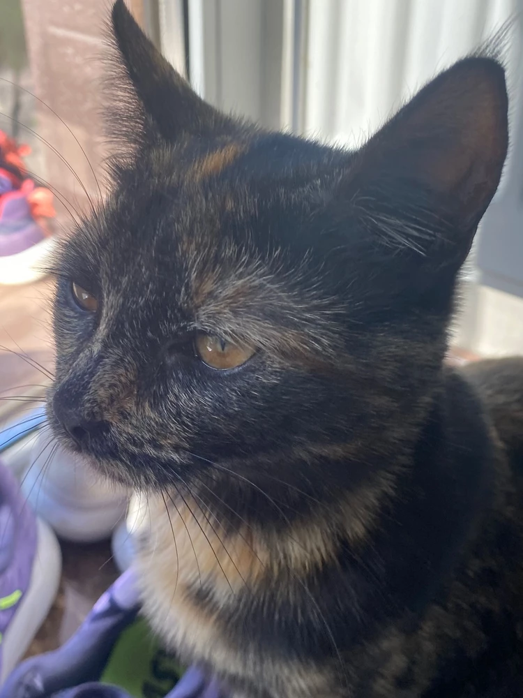 сначала кошке нравилось,а потом ноль внимания