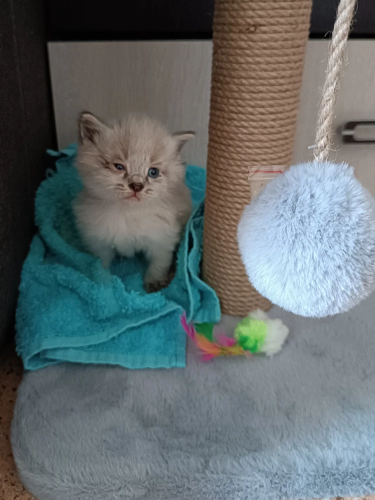 Котейке мышки понравились