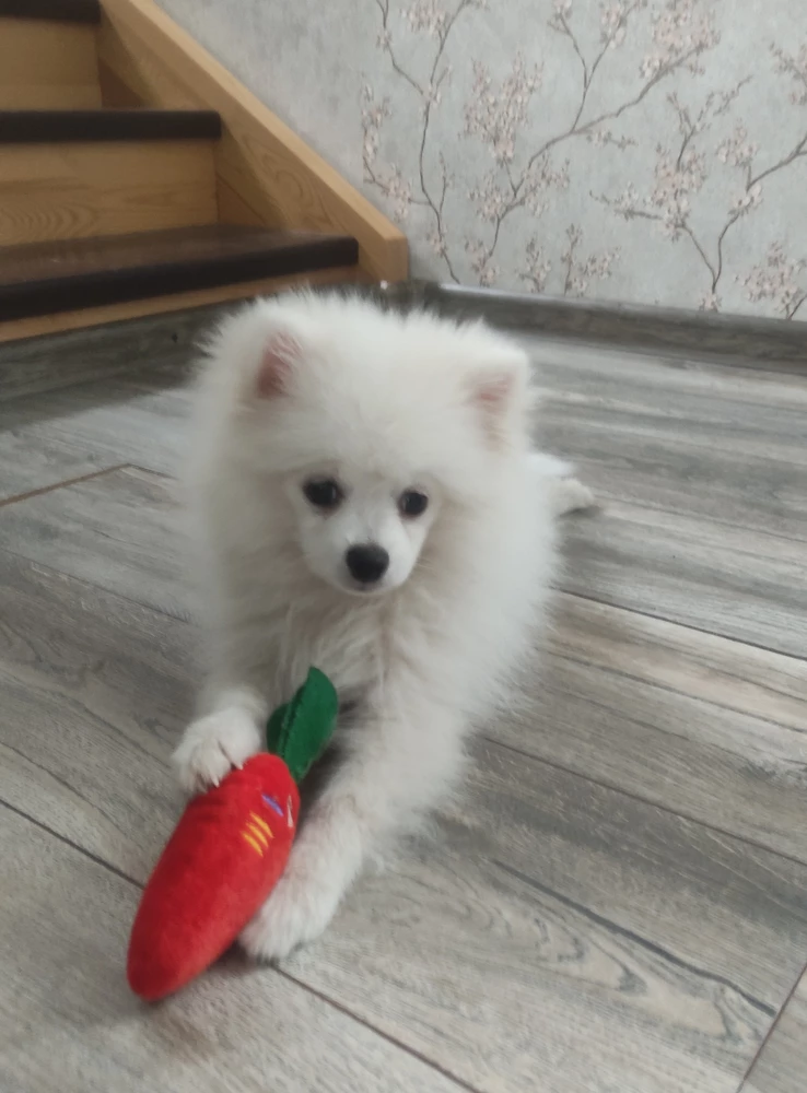 Без комментариев