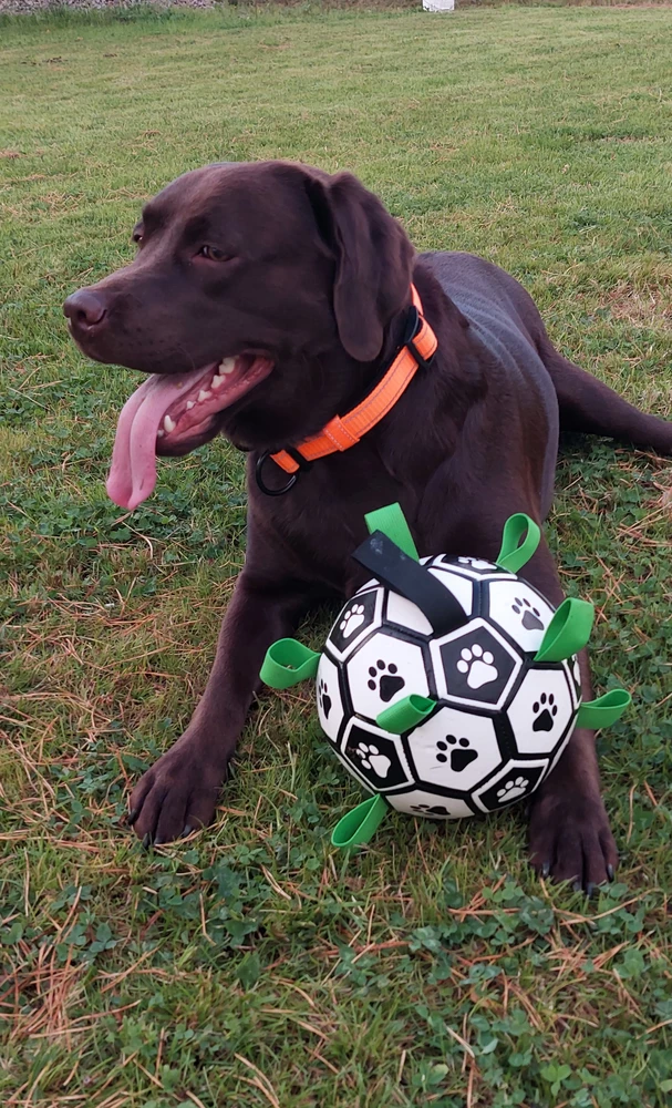 Классный мяч!!!!! Собака довольна))), за  2 недели каждодневных  и активных игр с мячом,  мячик до сих пор целый!!!!