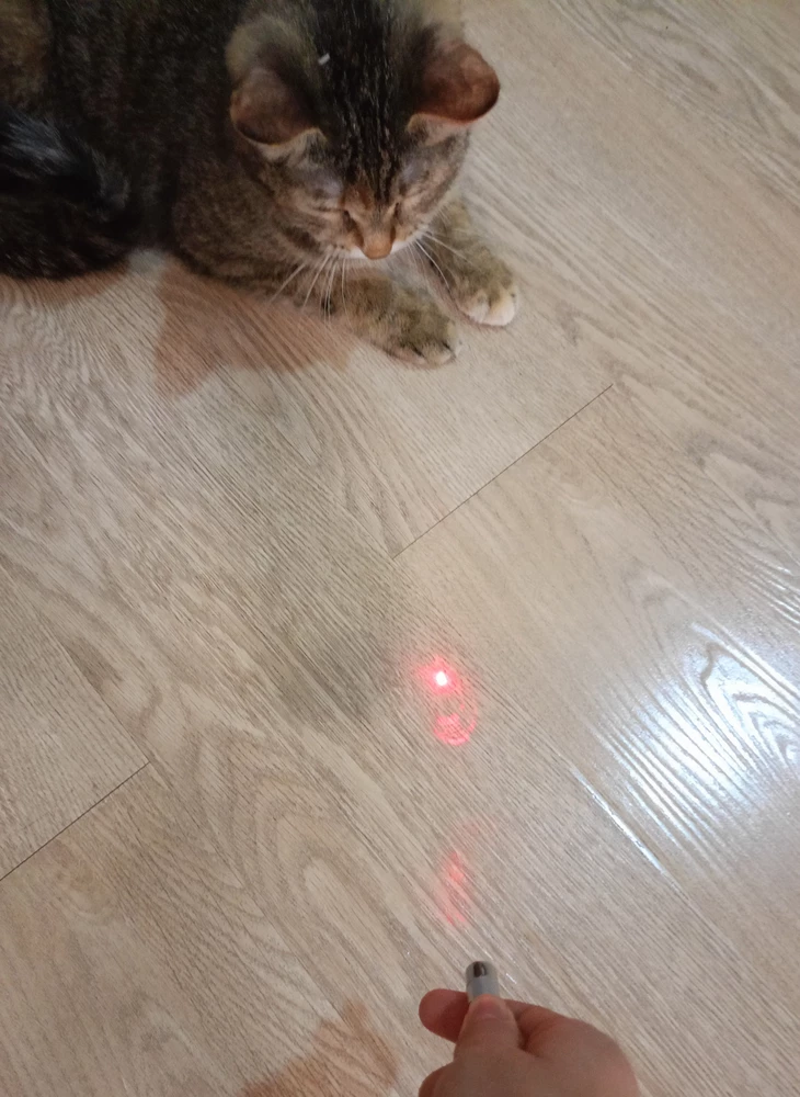 Очень крутой лазер! Кошка вначале лежит и мужика хочет а как включаю лазер она прям так бегает быстро но  надо было на пункте выдочи надо было ставить батарейки они были прям в самом лазере!