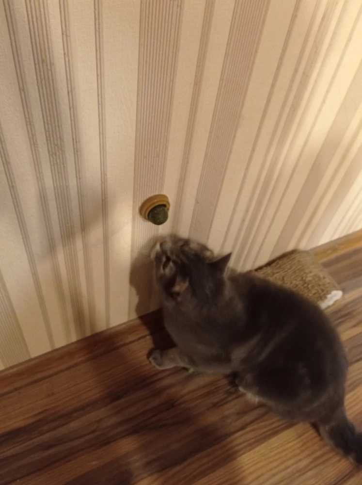 Всё хорошо! Котейка оценил! Но.. к вечеру выдрал кругляшок. Нашла, вставила, мальчик дальше балдеет. Спасибо!