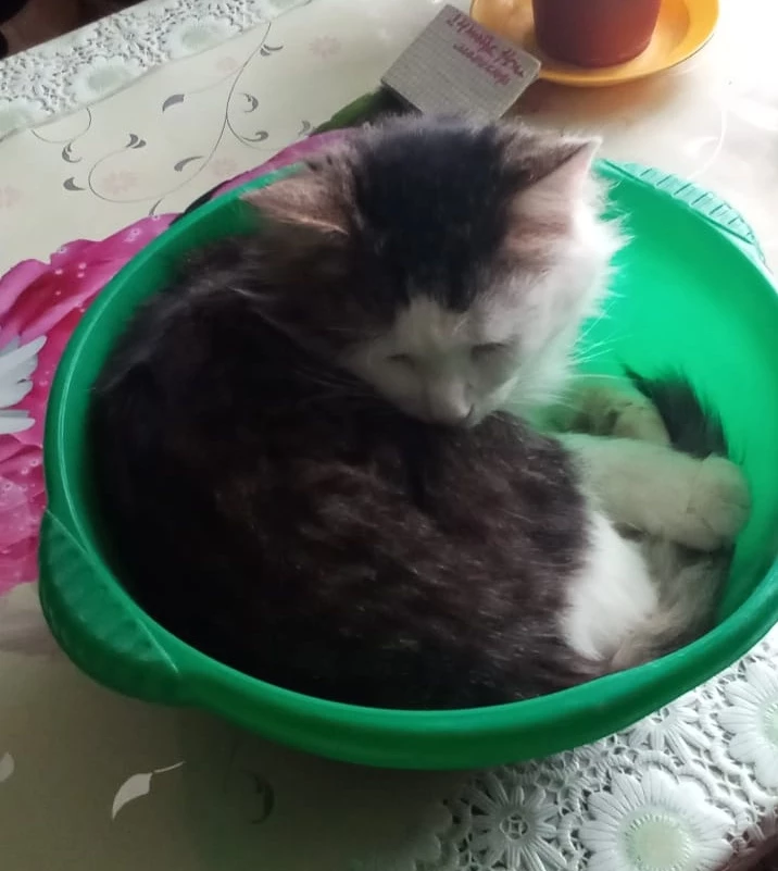 Мячики и Пушку, и моим братьям котам🐈🐈🐈🐈 понравились 😻