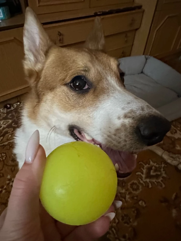 Все супер! Прошлый сожрали, но держался 2 года 😅