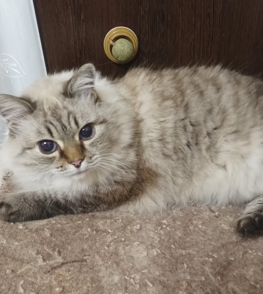 Кошка вообще не заинтересовалась этим изделием. Может из за отсутствия запаха?