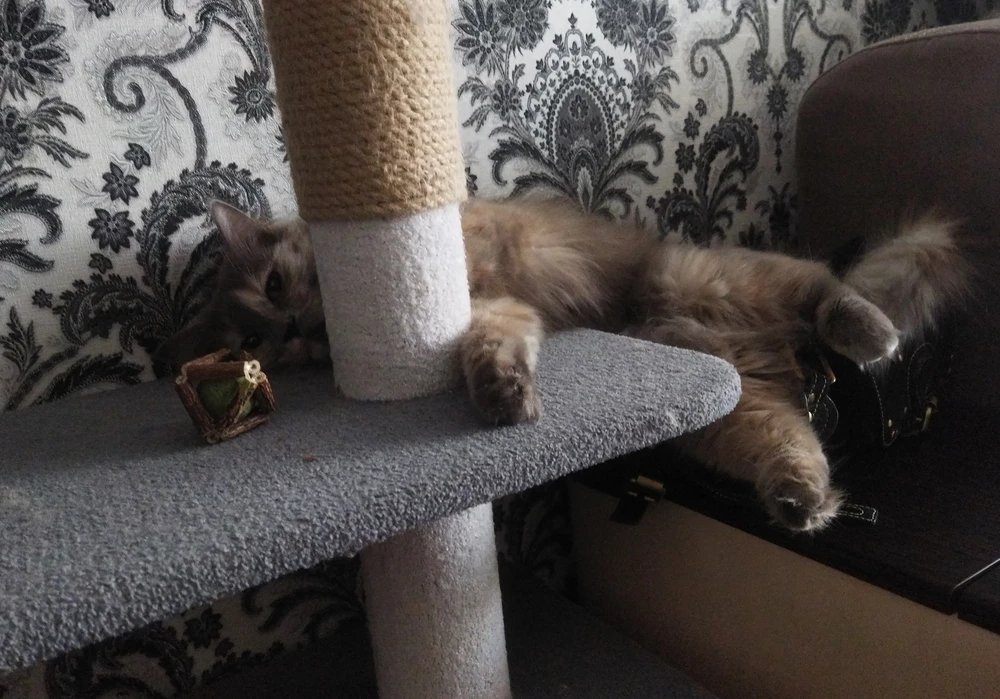 Кошка наша нализалась. Праздник удался 🤣